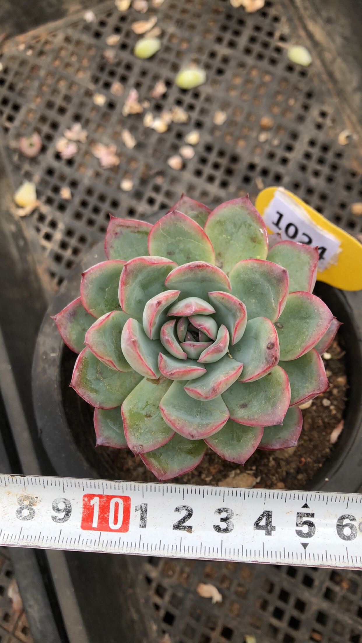 1024雨燕座有桩清棚清货多肉植物一物一拍非偏远38包邮