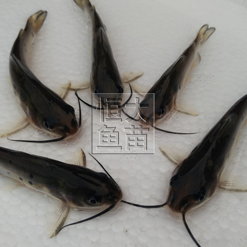优质斑点叉尾鮰鱼苗钳鱼江团活体淡水养殖斑点鮰鱼易养快大成活高