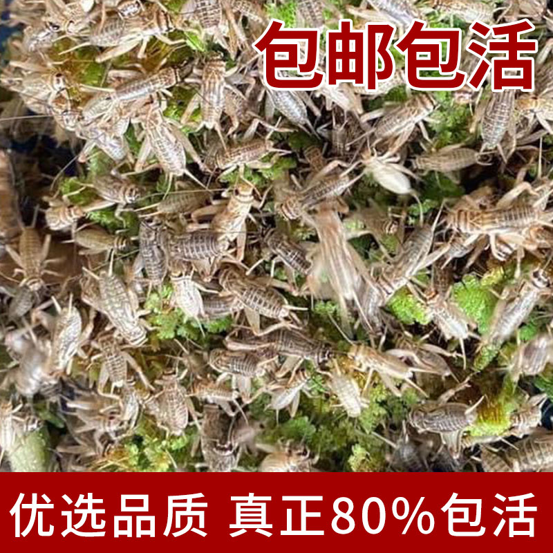 蟋蟀白蛐蛐活物饲料宠物美食