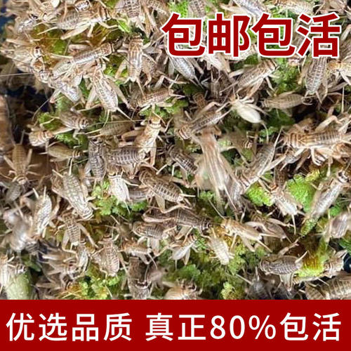 蟋蟀白蛐蛐活物饲料宠物美食