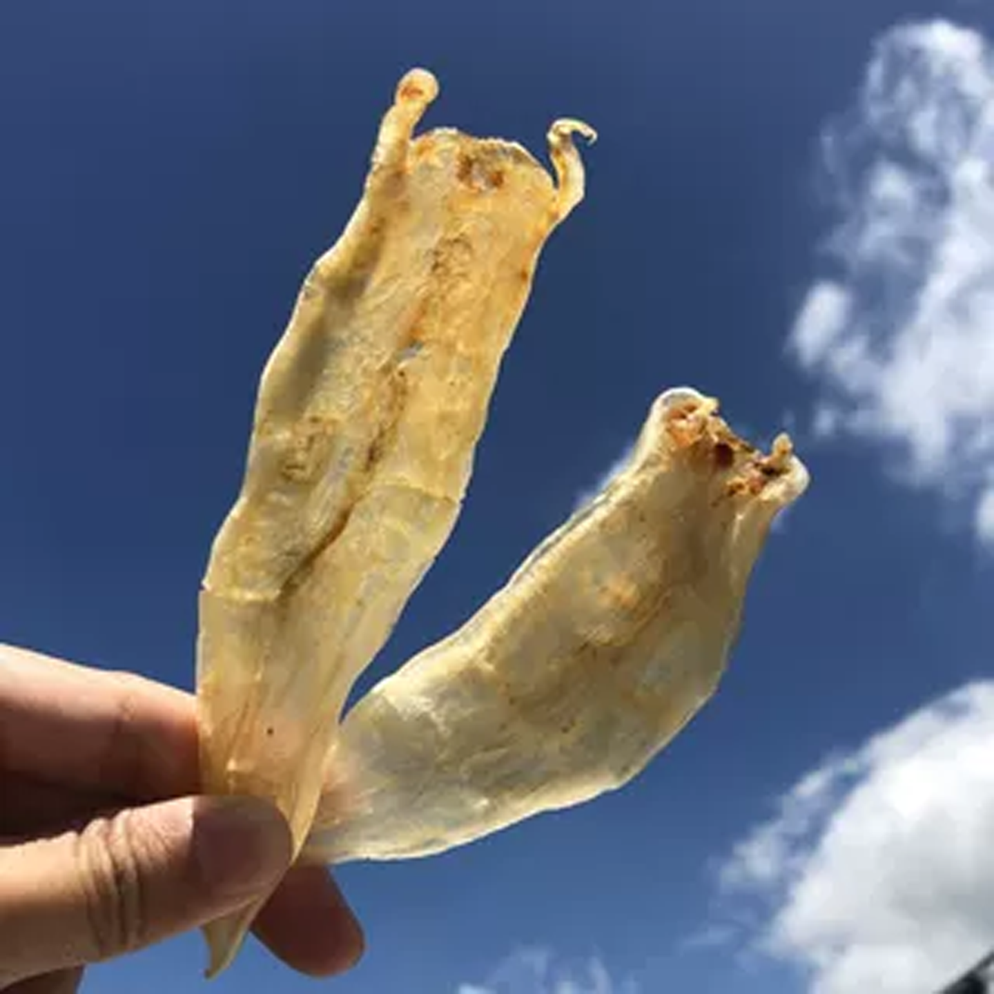 嗨动力野生小金龙花胶鱼胶干货