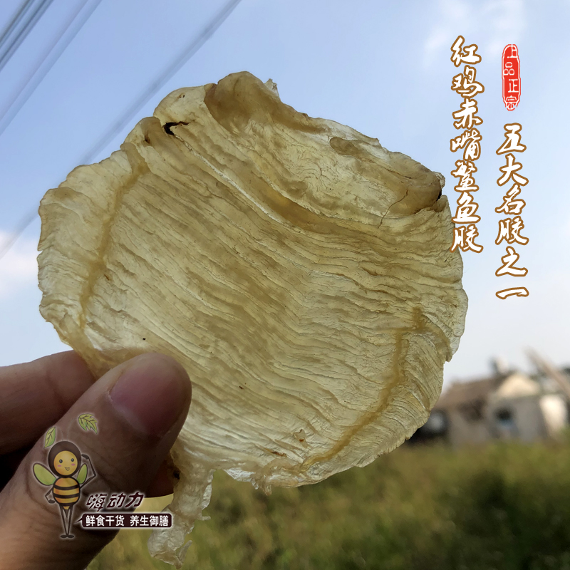 嗨動力正宗野生紅雞赤嘴鳘魚膠