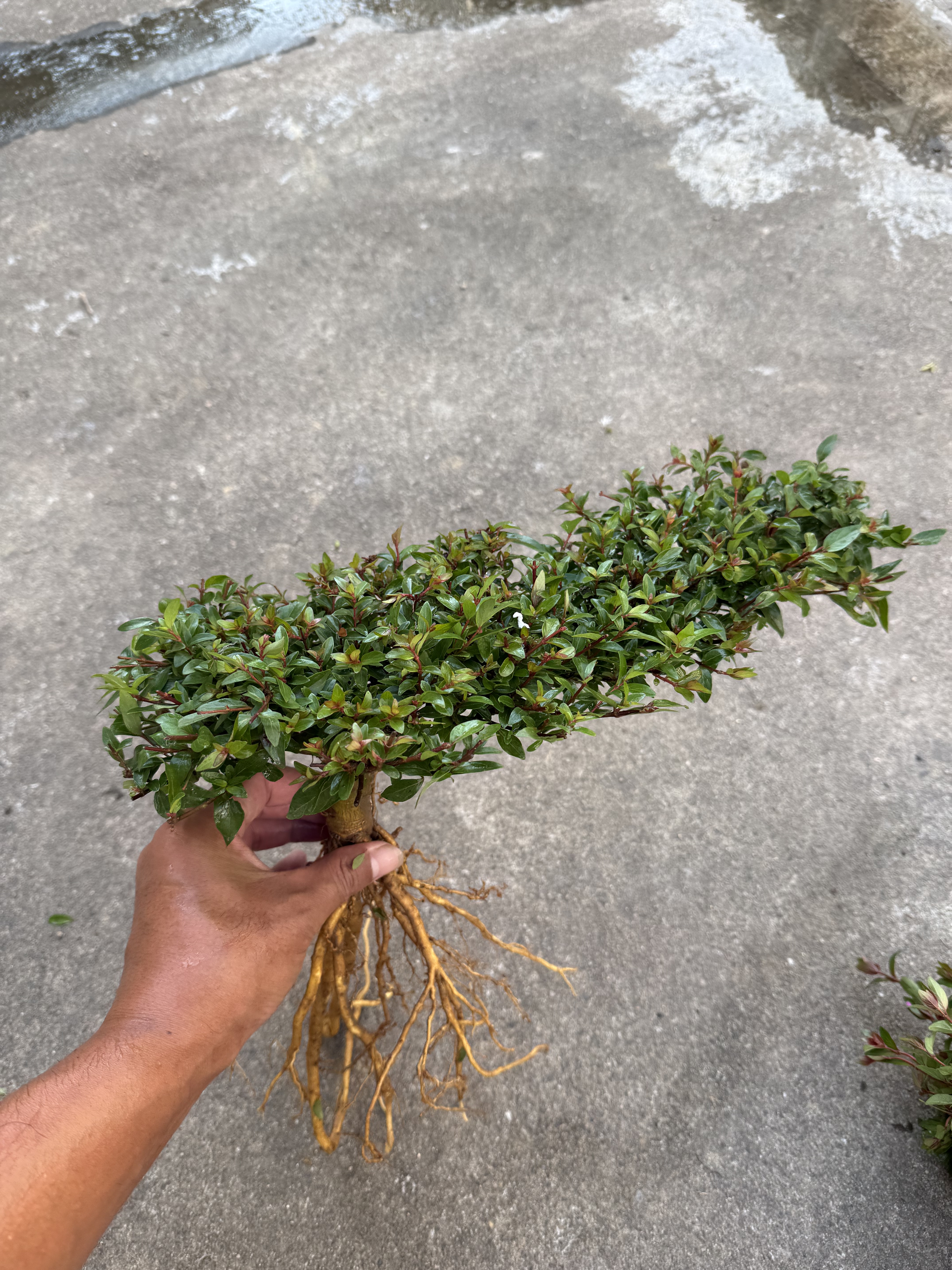 精品水杨梅云飘鱼缸龟缸溪流缸造景土培水培水草盆栽