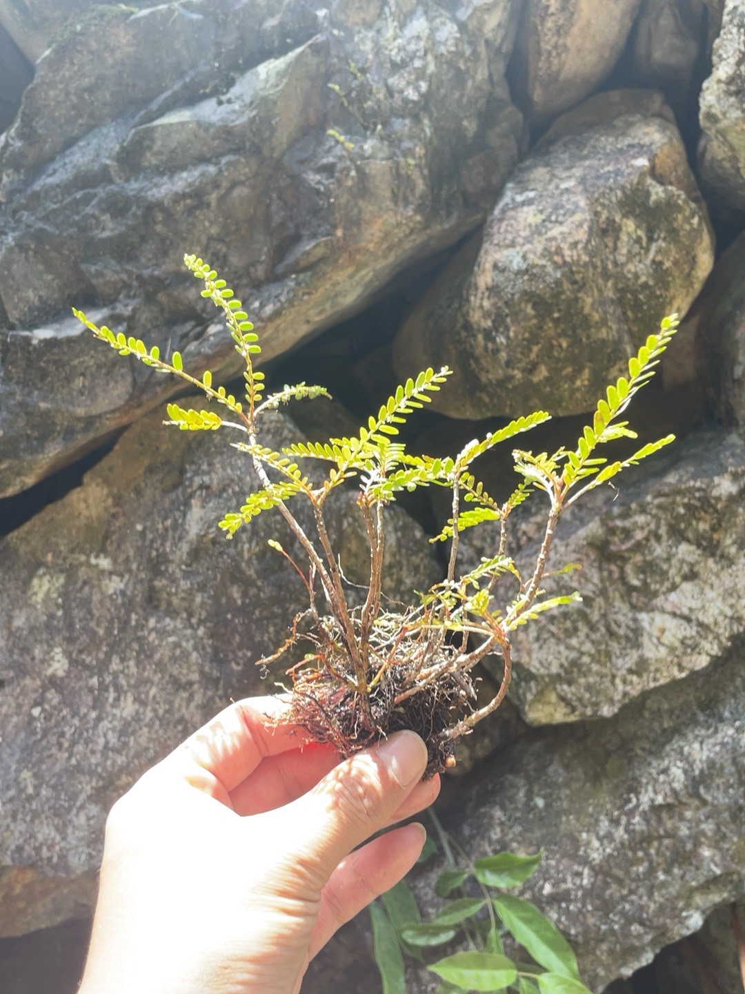 海岛叶下珠盆景室内客厅办公室桌面高端山水假山摆件水培绿植盆栽