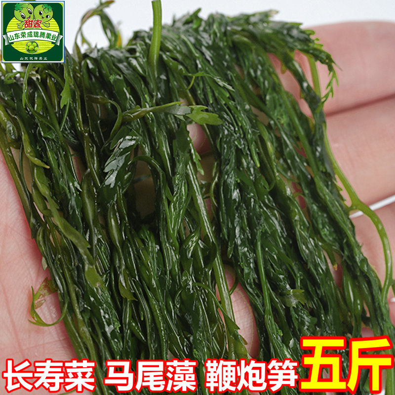 威海特产新鲜马尾藻非干货长寿菜/盐渍/海菜/海草/2500g包邮