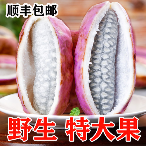现摘八月瓜新鲜水果野生八月炸九月黄罕见水果特大果牛卵坨预知子
