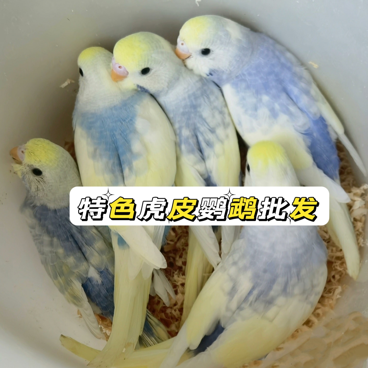 鸚鵡活鳥特色虎皮鸚鵡真鳥金彩虹學說話觀賞寵物鳥鸚鵡活體