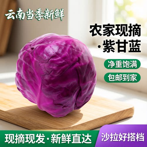 云南当季现摘紫甘蓝沙拉包邮