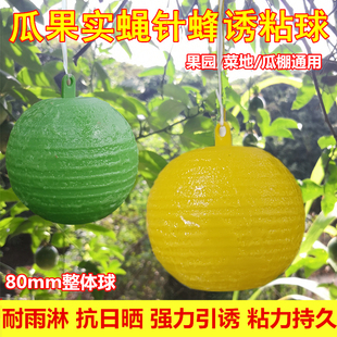 实蝇针蜂诱蝇球柑橘大实蝇桔小实蝇果蝇粘虫球诱虫球诱捕大食蝇球