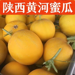 陕西黄河蜜瓜甜瓜新鲜水果当季黄皮黄瓤黄肉香瓜蜜瓜香甜