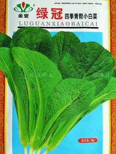 青梗菜杂交种子青帮小白菜上海小青菜油菜蔬菜种籽春夏秋四季绿冠