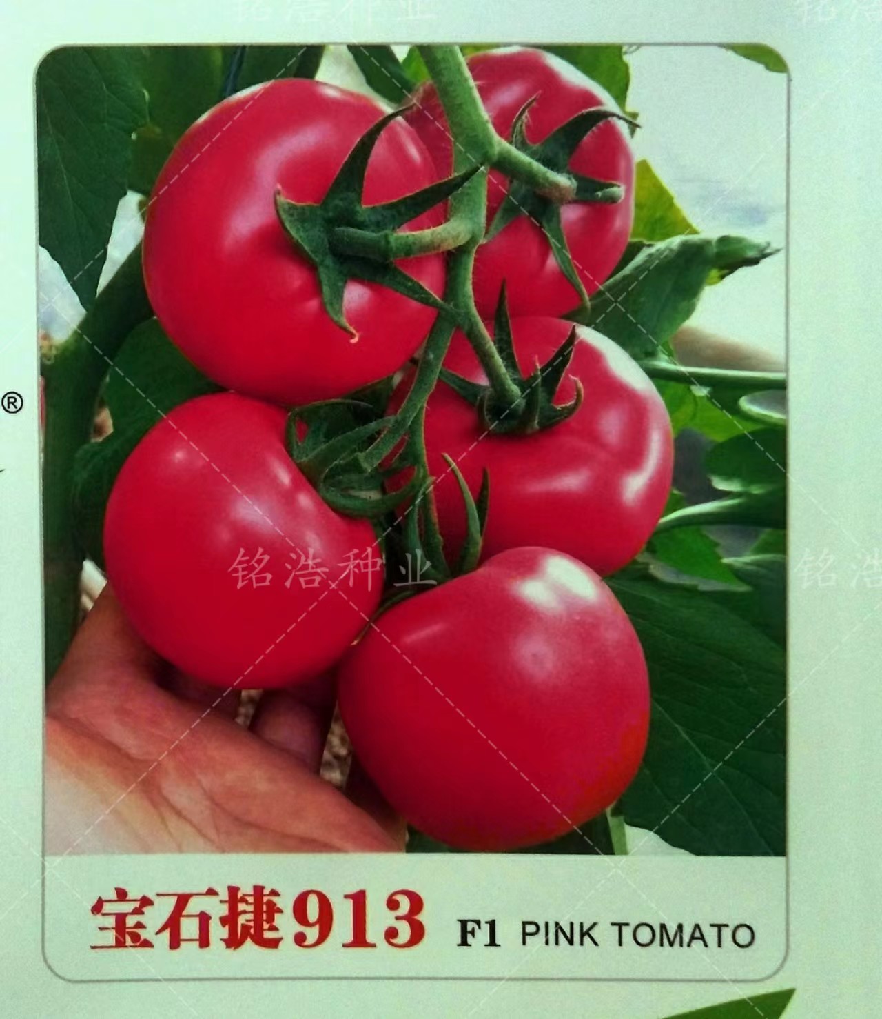 西红柿种子圆形硬果大粉番茄籽早熟高产抗TY春秋不早衰宝石捷913