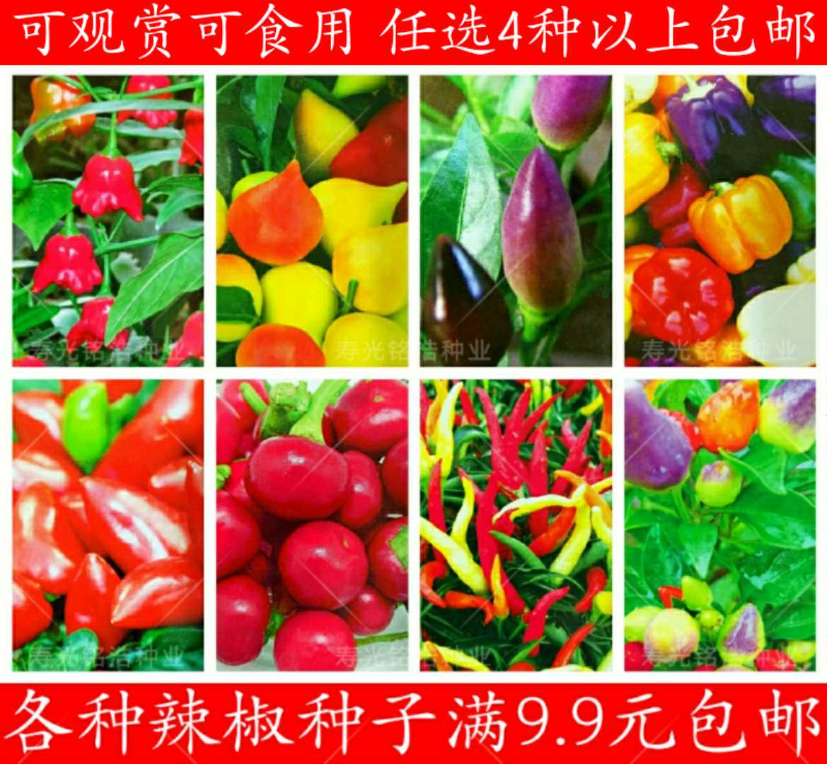 红心红宝石五彩椒紫水晶蟠桃风铃梦都莎辣椒种子盆栽观赏食用包邮