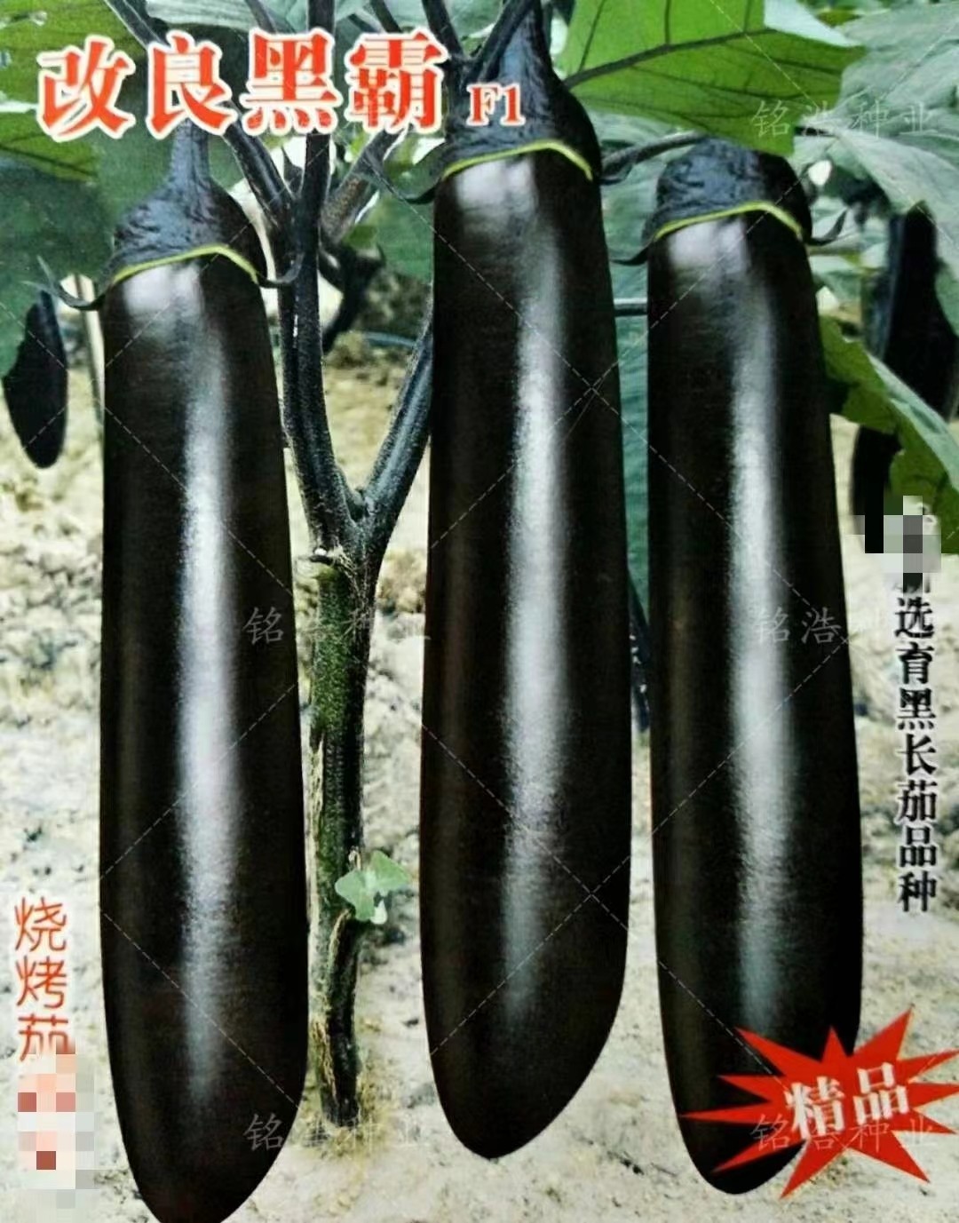 紫把长茄蔬菜种孑种籽春季秋冬四季播种子籽顺直适合烧烤改良黑霸