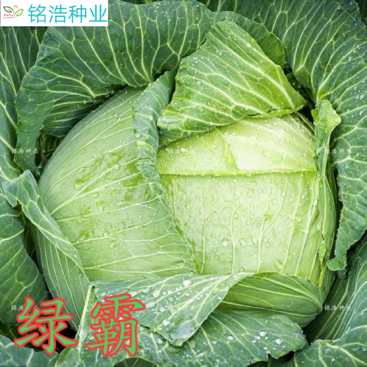 绿霸甘蓝种子卷心菜种子包心菜包菜种籽大头菜籽早熟高产蔬菜种子