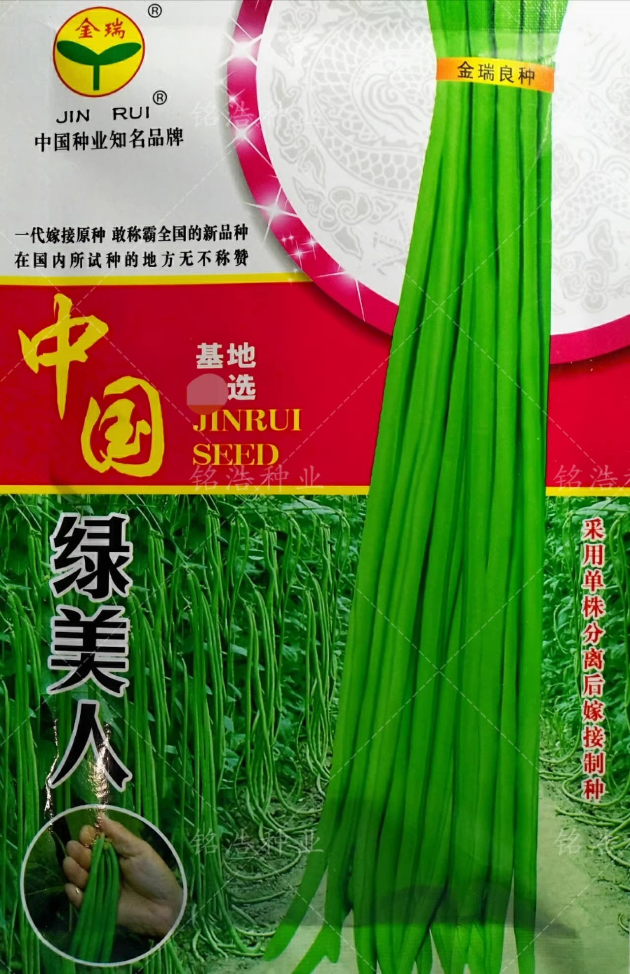 绿条豇豆种子特长高产耐热抗寒春秋季播农家豆角蔬菜籽中国绿美人