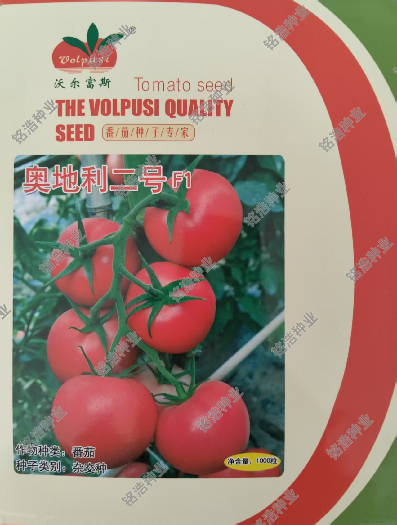 西红柿种子中早熟圆形硬果抗TY春秋季大粉番茄种籽高产奥地利二号