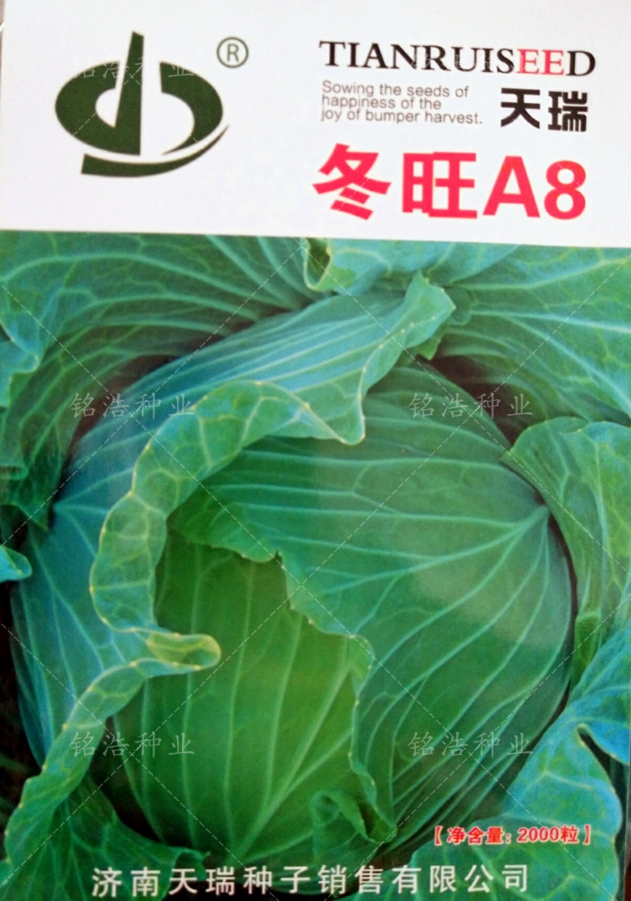 扁球形甘蓝种子卷心菜包心菜包菜种籽大头菜籽早熟高产蔬菜冬旺A8
