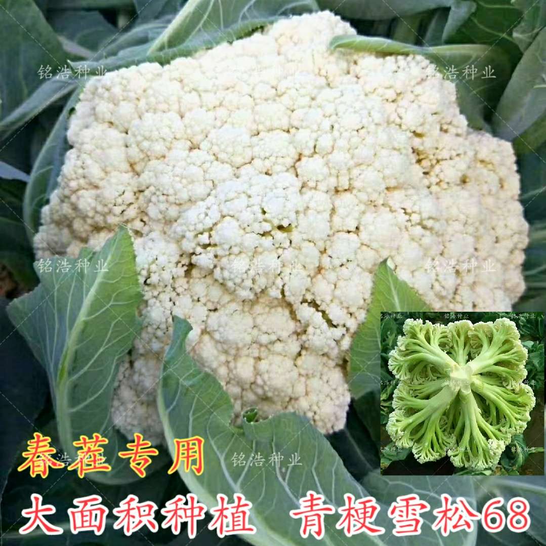 青梗松花菜种子高产花菜籽花椰菜高产菜花春季播大面积用--雪松68
