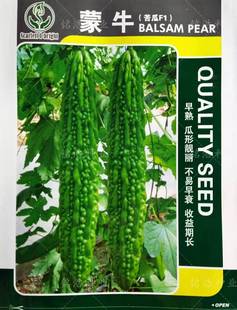 高产浓绿苦瓜杂交种子种籽耐热耐低温疙瘩绿春秋季孑特大蔬菜蒙牛