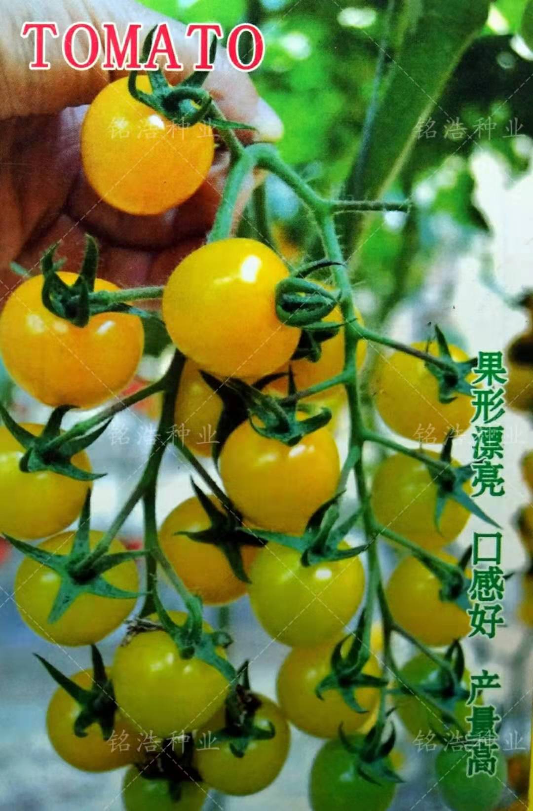 基地用四季播种圣女果贝贝种籽小番茄籽樱桃西红柿蔬菜种子黄贝贝