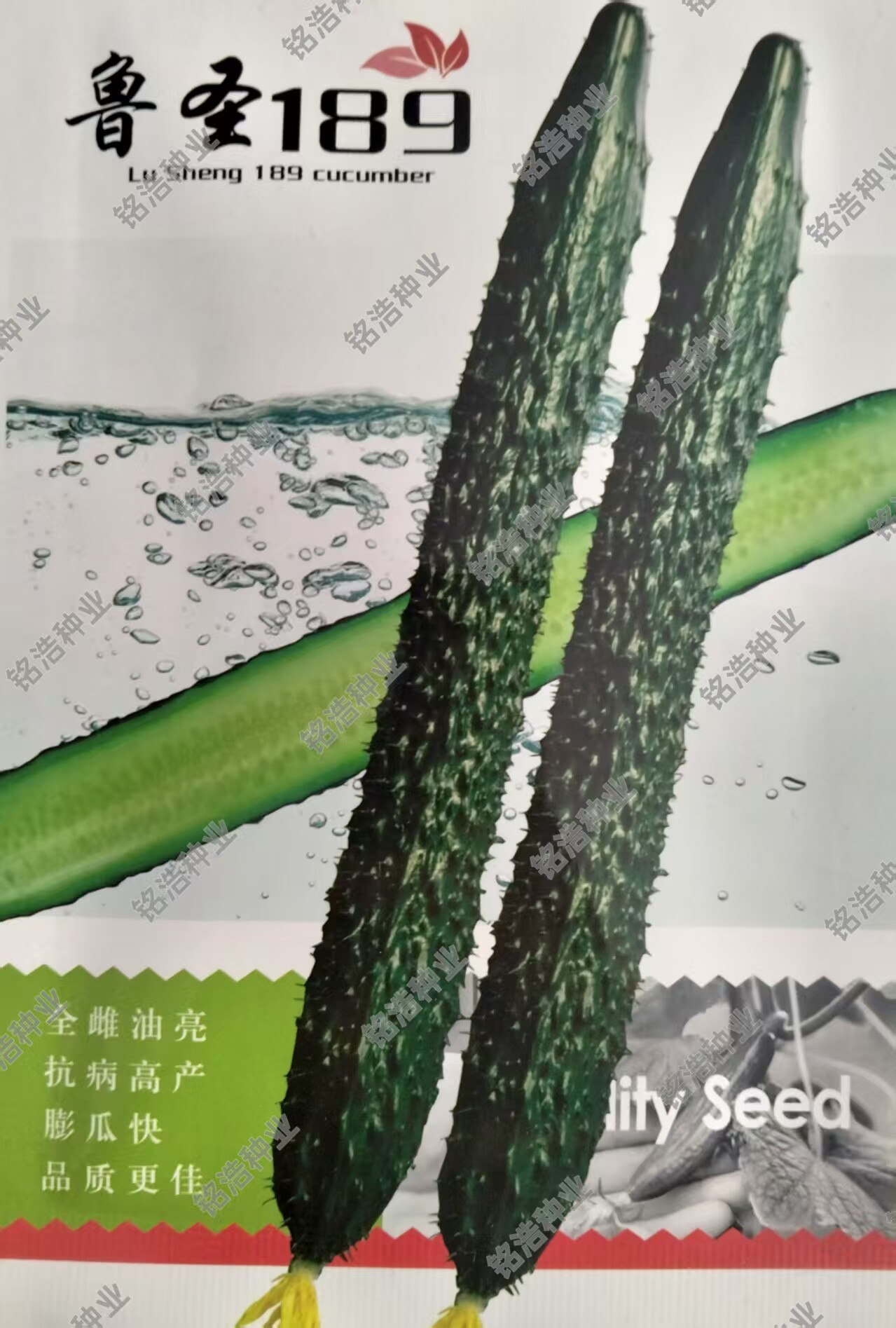 杂交黄瓜种子耐热春夏秋全雌黄瓜籽黑亮瓜直密刺短把高产鲁圣189