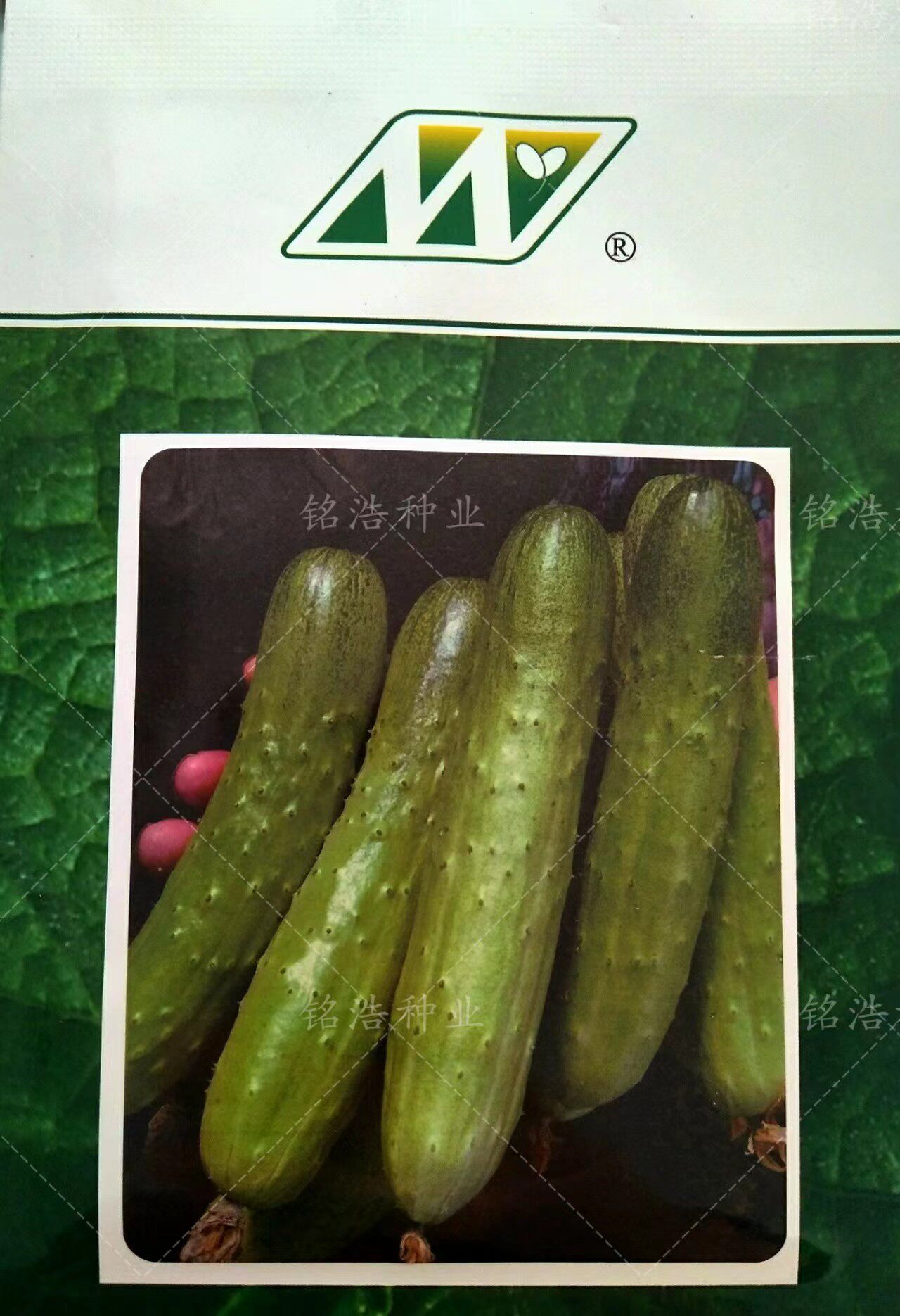 水果黄瓜种子春秋季播高产农家田园阳台盆栽蔬菜旱小黄瓜籽亘青27