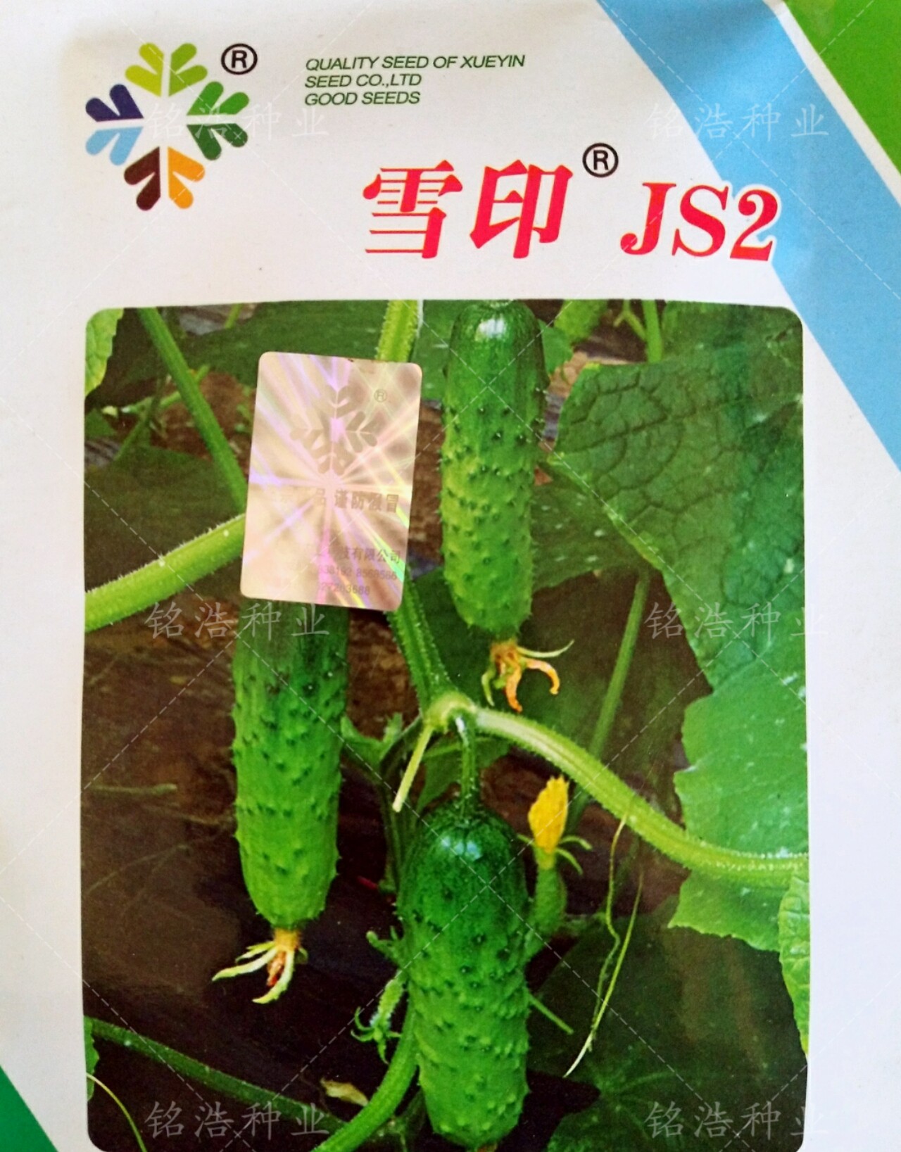 强雌旱黄瓜种子春秋冬季大棚小青瓜水果基地大棚盆栽蔬菜籽孑雪印