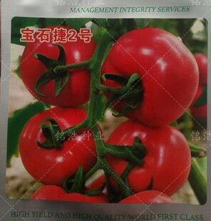 西红柿种子厚皮硬果型番茄籽早熟高产不逡不裂抗TY褪绿宝石捷2号