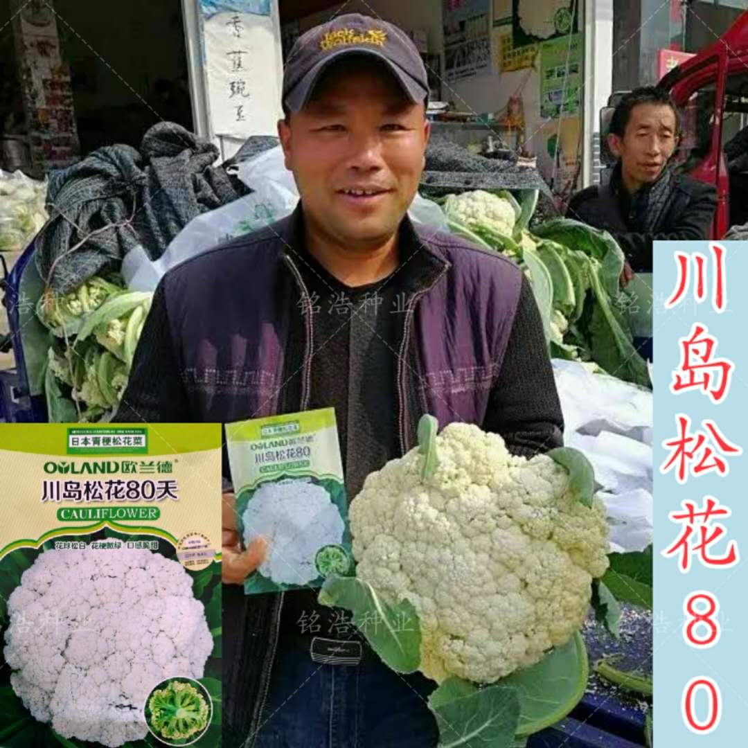 高产花菜种子青梗松花菜花椰菜高产抗病春秋播蔬菜种籽川岛松花80