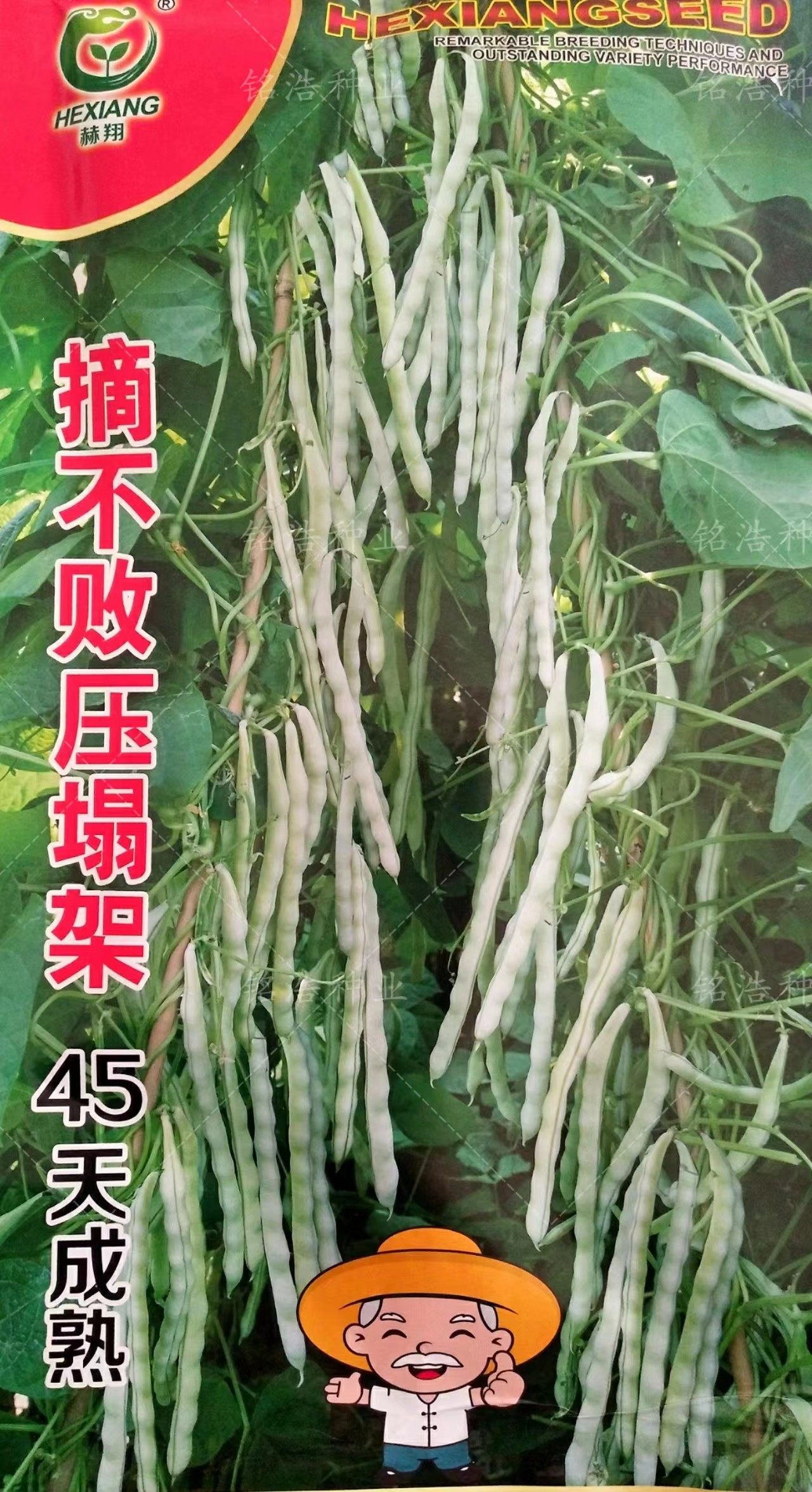 摘不败压塌架架芸豆种子白豆角籽豆架豆种高产早熟肉厚春秋播蔬菜