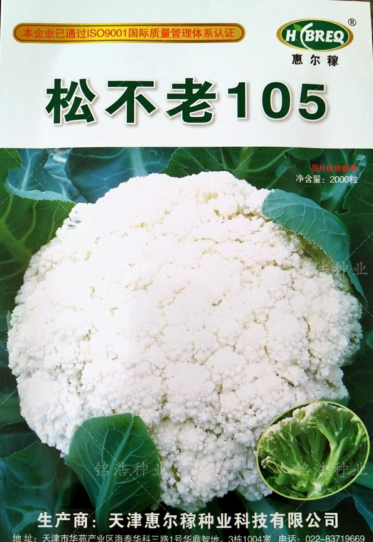 松不老105青梗春秋季有机花菜