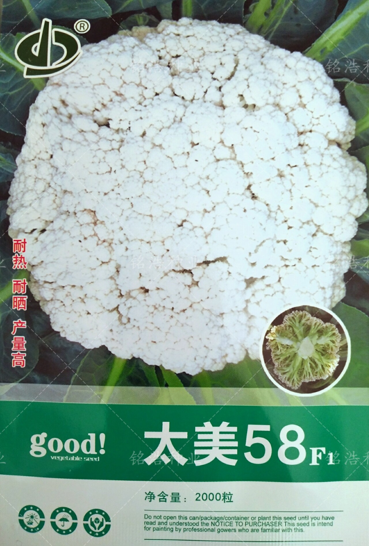 青梗松花菜种子高产花菜籽花椰菜秋季播蔬菜孑农家耐热耐湿太美58