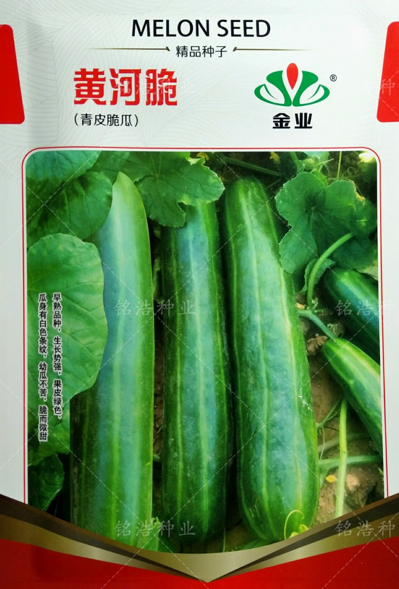 青皮脆瓜种子菜瓜捎瓜籽早熟种籽四季蔬菜农家生吃水果包邮黄河脆