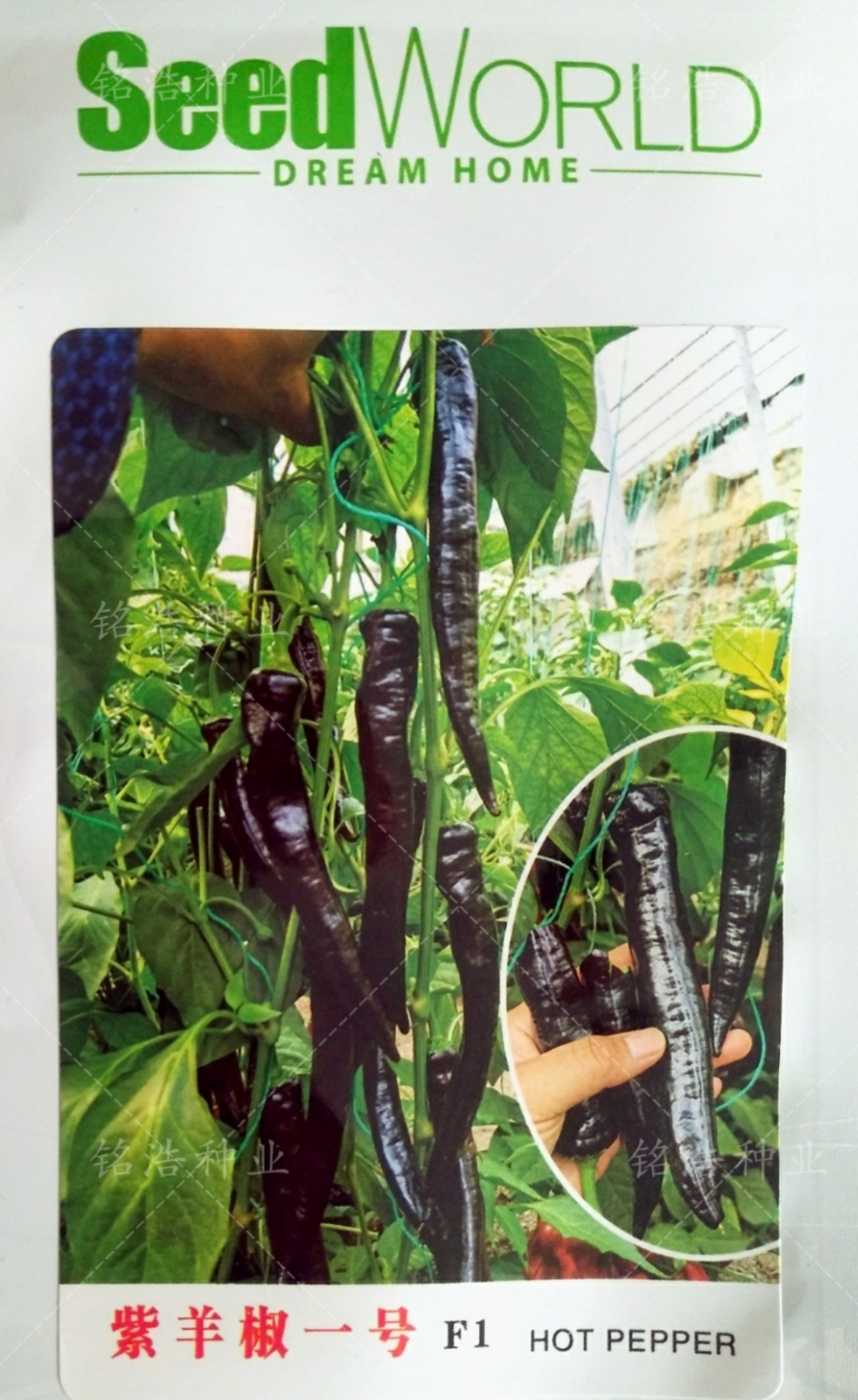 紫彩麻辣椒种子杂交尖椒种籽早熟羊角椒种香辣可口春秋季播种高产