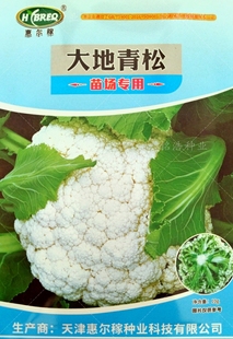 小米粒花菜种子脆甜花球松大梗淡绿花椰菜花籽春秋季孑70大地青松
