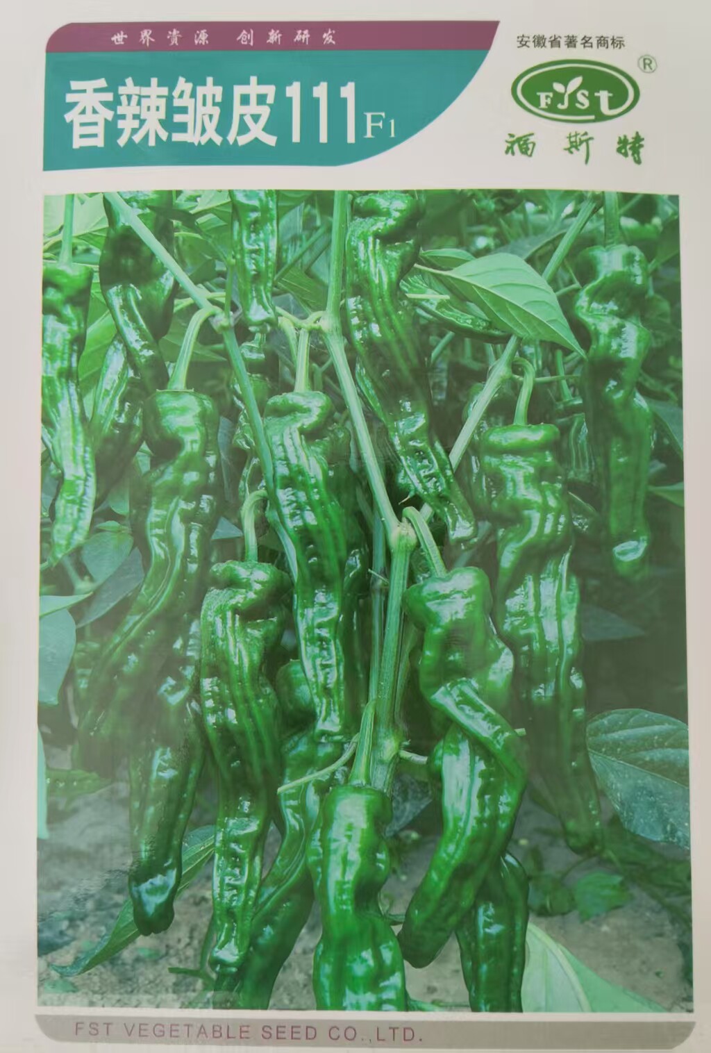 香辣小皱皮辣椒种子抗病早熟皮薄春夏四季播种籽高产基地蔬菜种孑