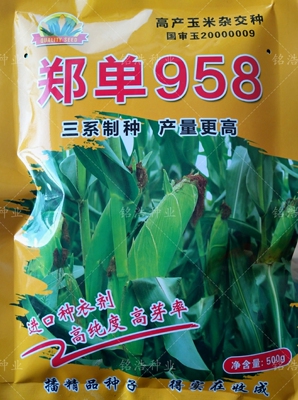 大田基地用杂交籽抗病抗倒抗灾根系发达抗旱高产玉米种子郑单958