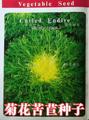 黄心苦菊种子苦苣菜生菜狗牙菜四季春季夏季播农家田园蔬莱种籽孑