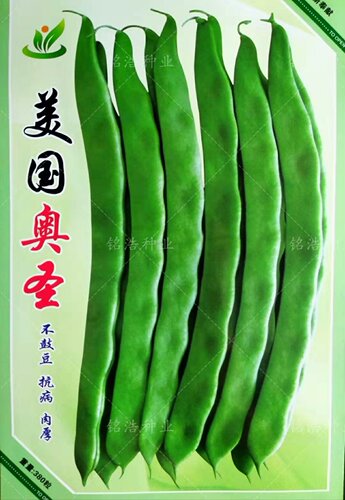 豇豆芸豆种子荚长肉厚不鼓豆抗病春秋四季蔬菜包邮豆角籽美国奥圣