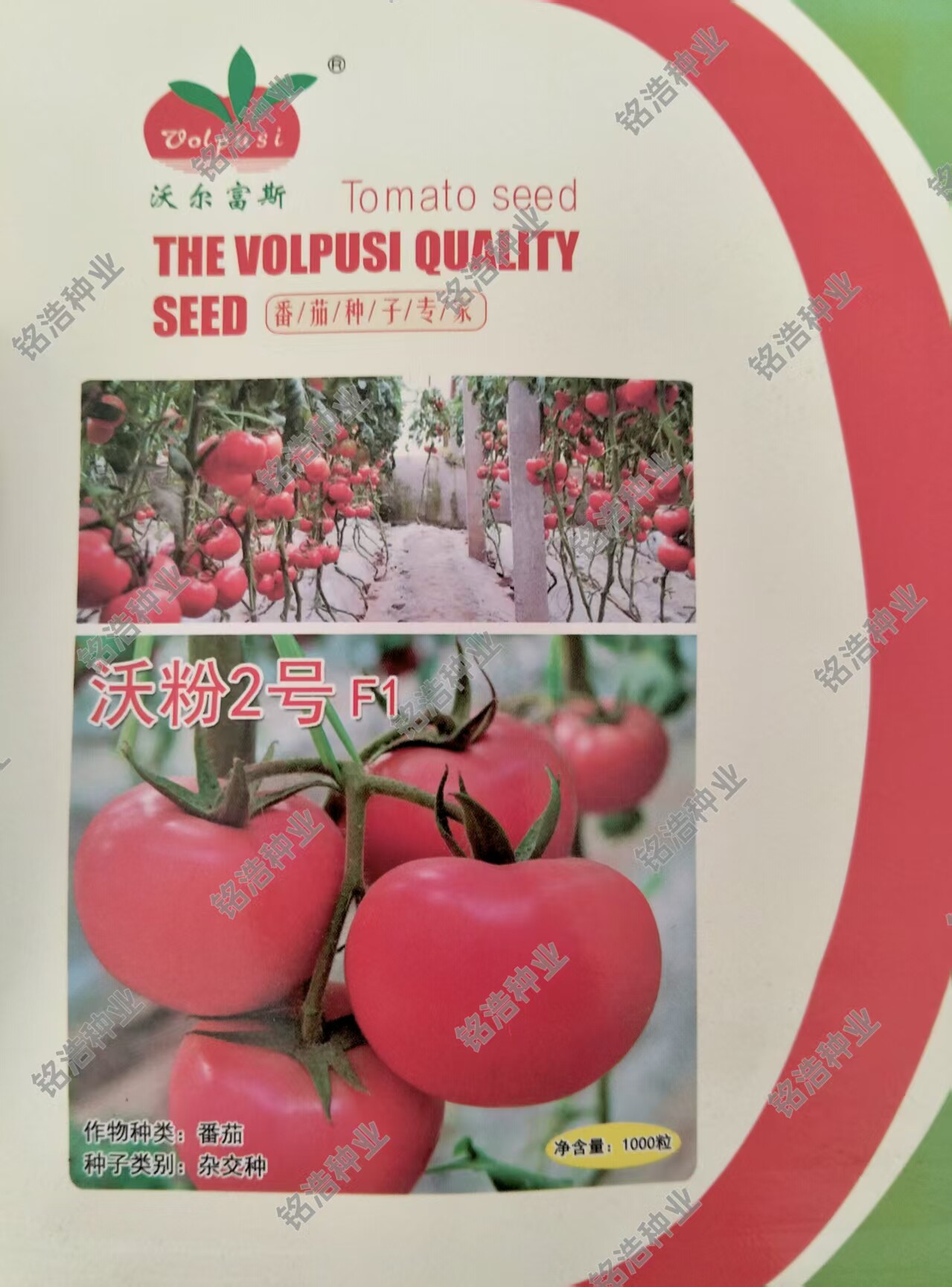 西红柿种子圆形硬果抗TY大粉番茄种籽高产不逡不裂不早衰沃粉2号
