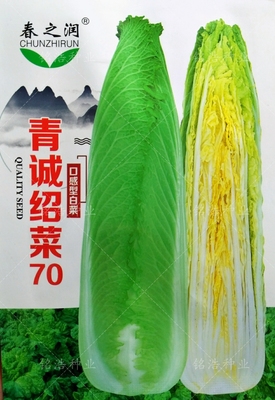 绍菜70白菜口感型高桩