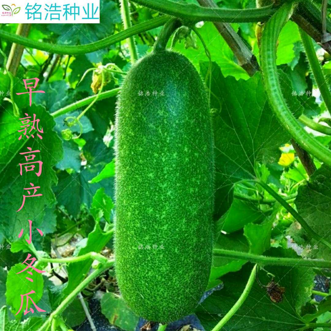 小冬瓜种子 传统小节瓜种子春秋栽培 早熟迷你上架爬地 四季高产