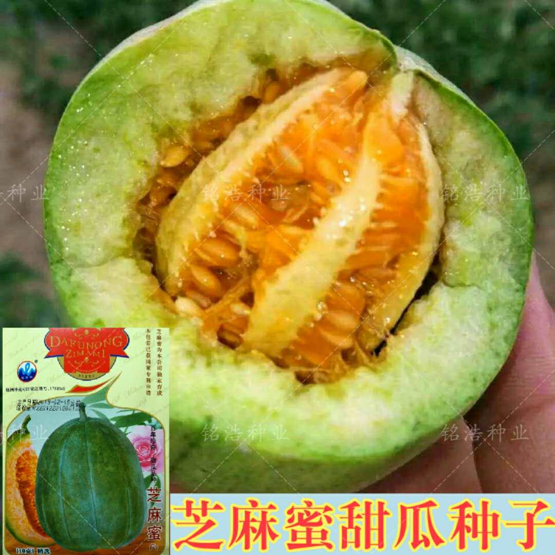 正品芝麻蜜瓜酥甜早熟香瓜种子种籽蔬菜孑脆超甜高产超甜春夏四季
