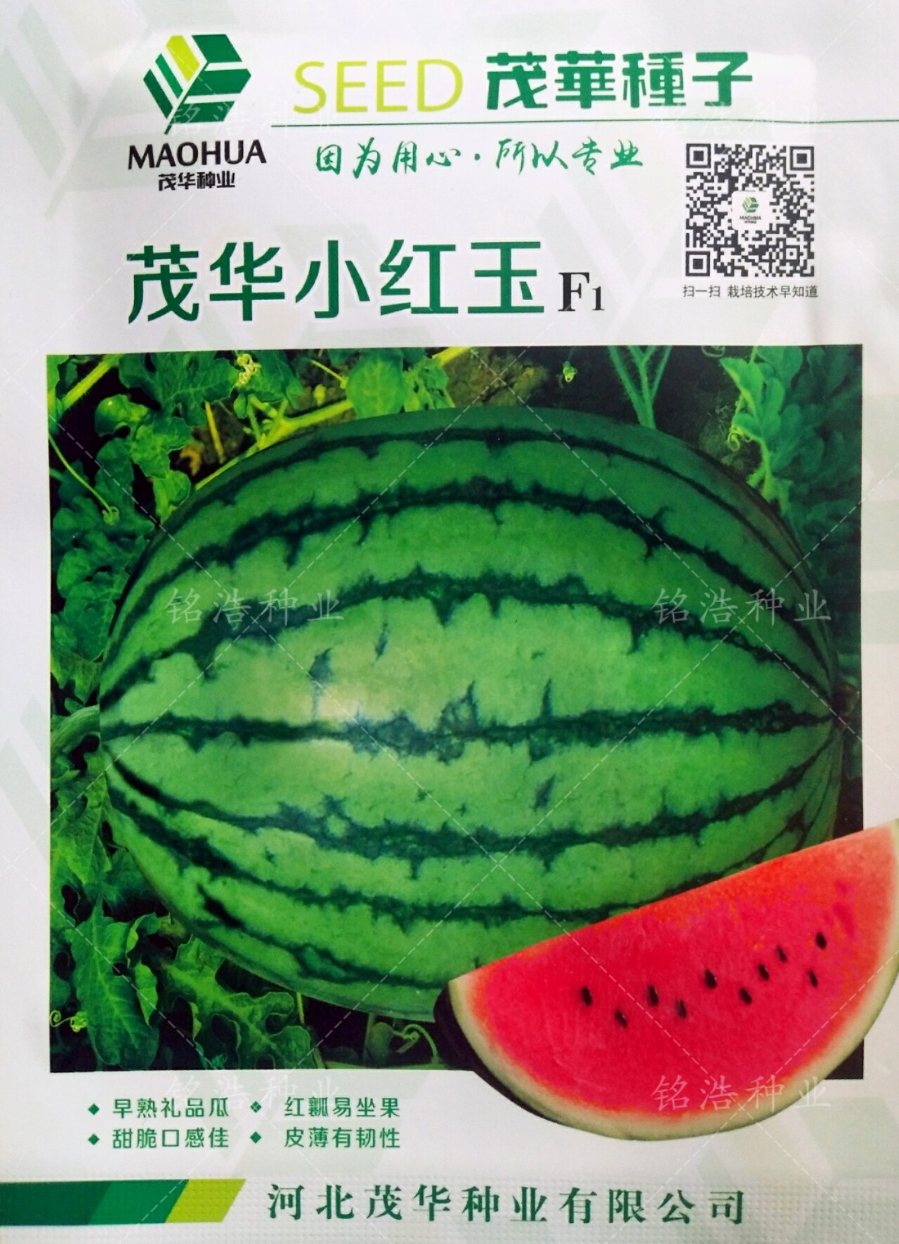 茂华小红玉西瓜种子籽孑礼品瓜春夏季播高产皮薄超甜基地农家瓜果