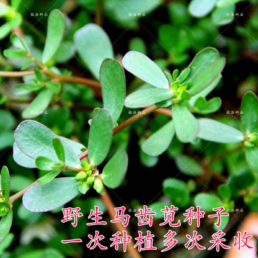 野生食用马齿苋种子马芷苋半枝莲太阳花蚂蚱菜新鲜马苋菜野菜蔬菜