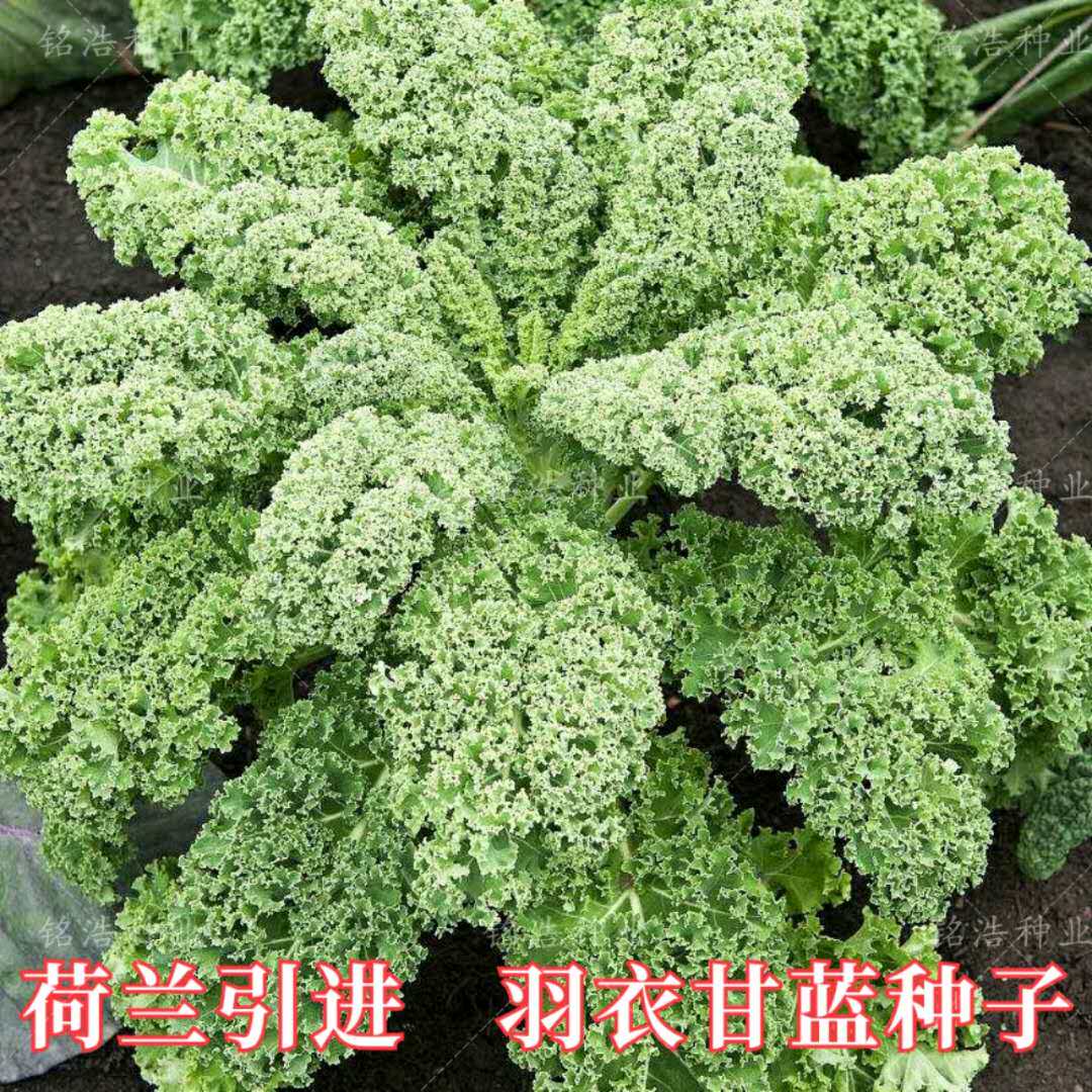 羽衣甘蓝种子 叶牡丹四季特色蔬菜籽庭院田园阳台盆栽春秋四季播
