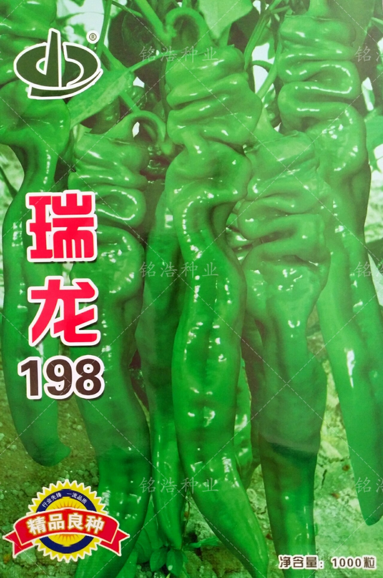 螺丝椒种子香辣早熟抗病薄皮尖椒超辣四季盆栽辣椒蔬菜籽瑞龙198