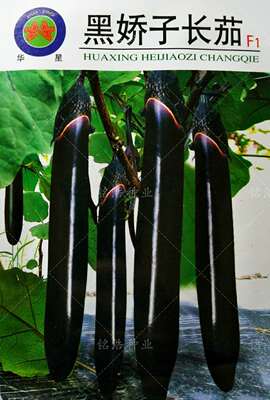 紫把长茄蔬菜种孑早熟高产春季秋冬四季茄子籽顺直特大黑娇子