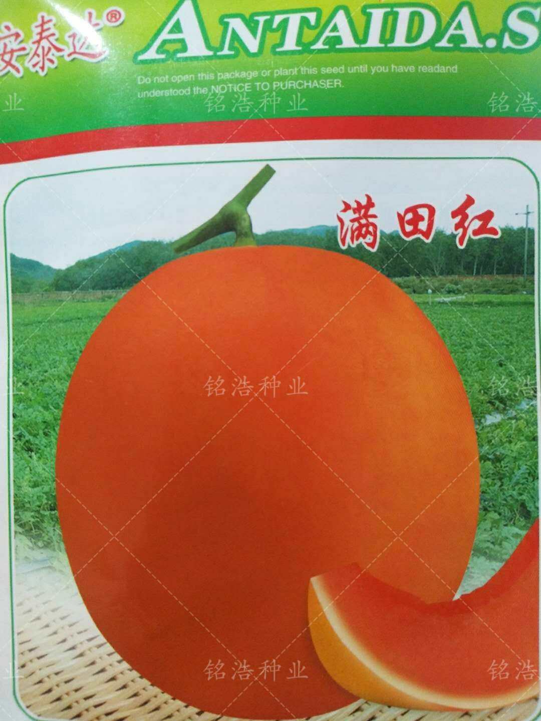 甜瓜种子满田红红皮红肉薄皮抗病早熟超甜香玉姑哈密瓜籽超甜正品